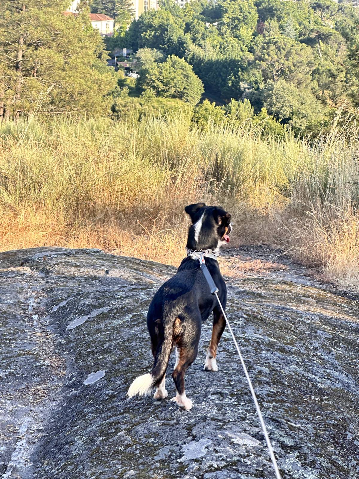 Lets DogWalker/Petsitting/HotelDomiciliar - Viseu - Hundetagesstätte (Hundesitter)