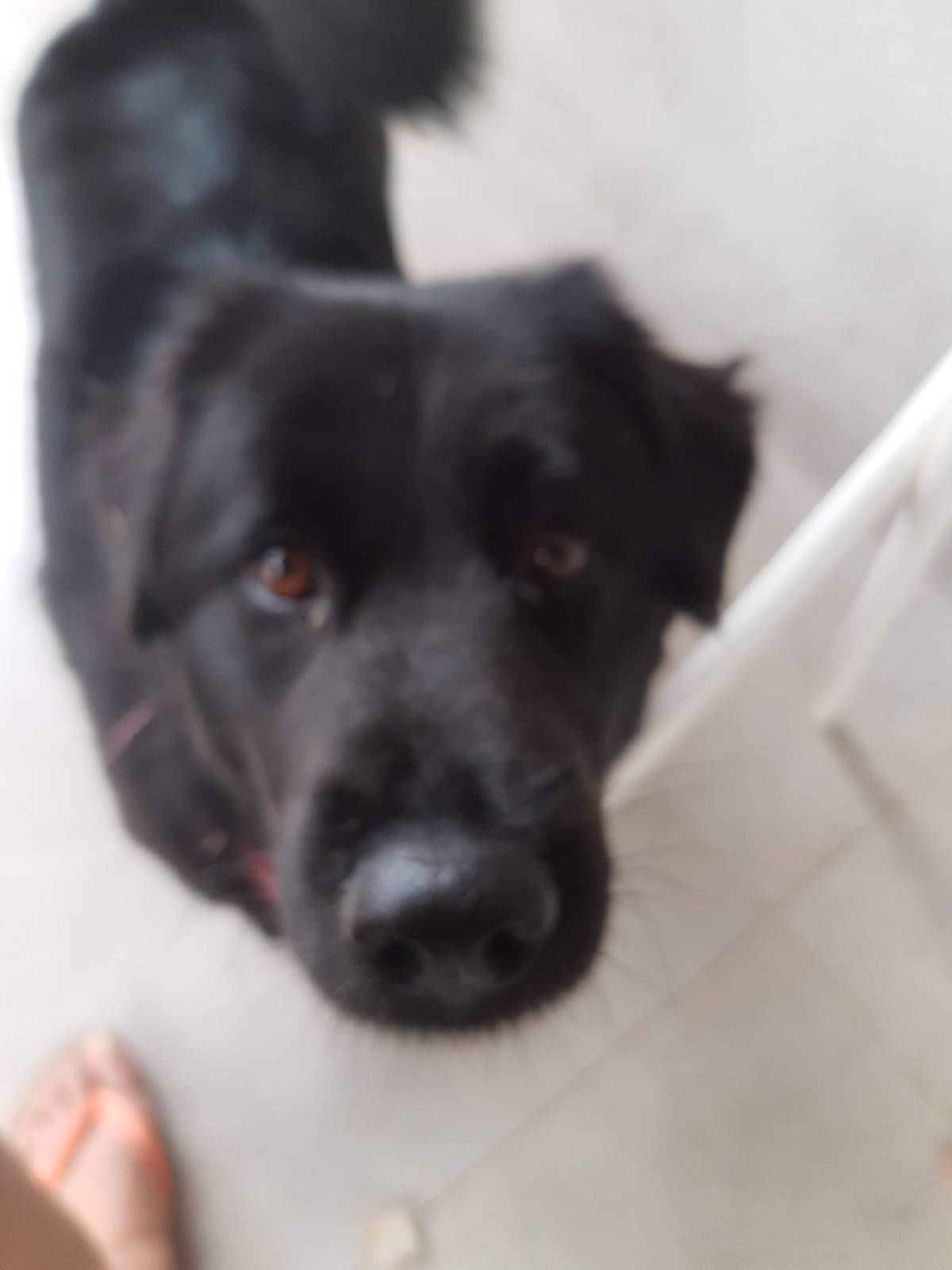 Izoleyde Contezini - babysitting - Ílhavo - Pet Sitting