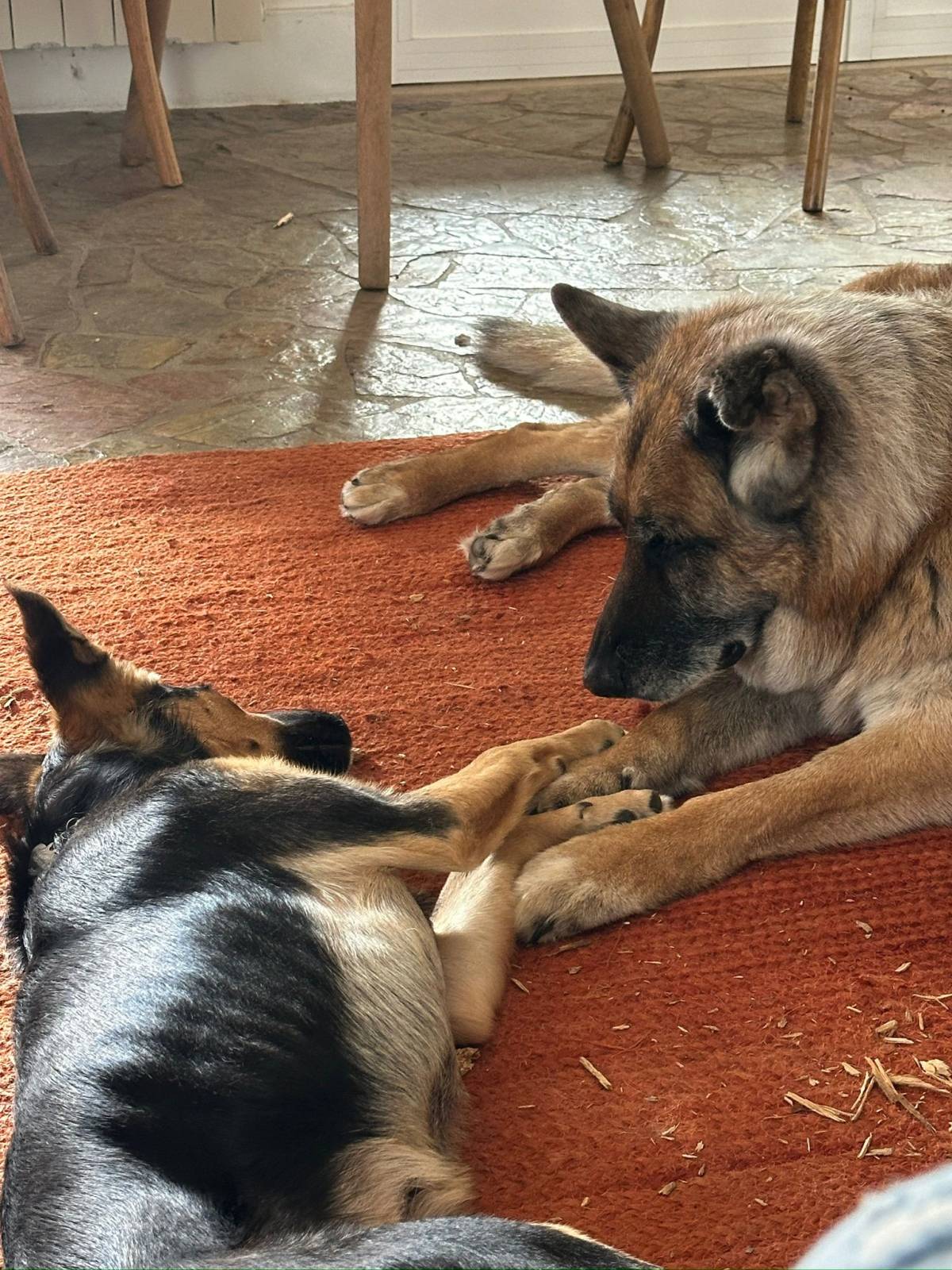 SweetPaws Petsitting - Sesimbra - Pet Sitting