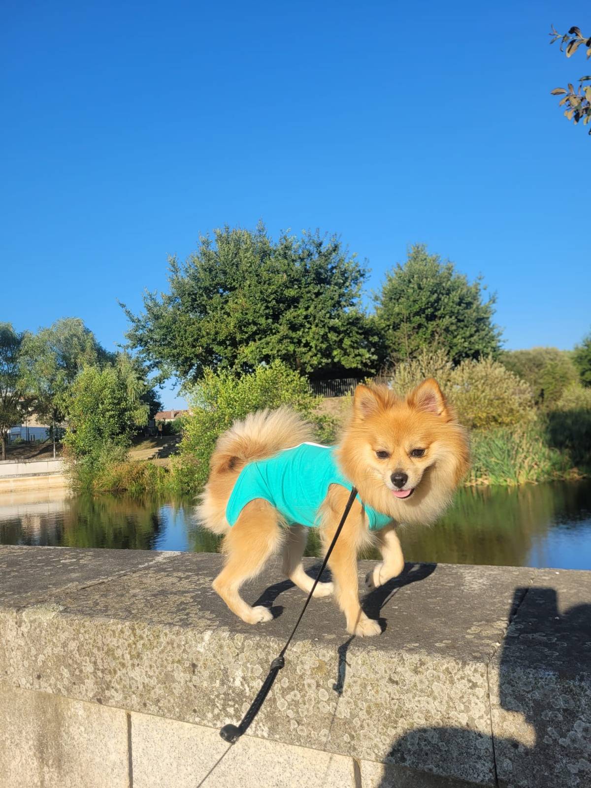 Lets DogWalker/Petsitting/HotelDomiciliar - Viseu - Haustierbetreuung