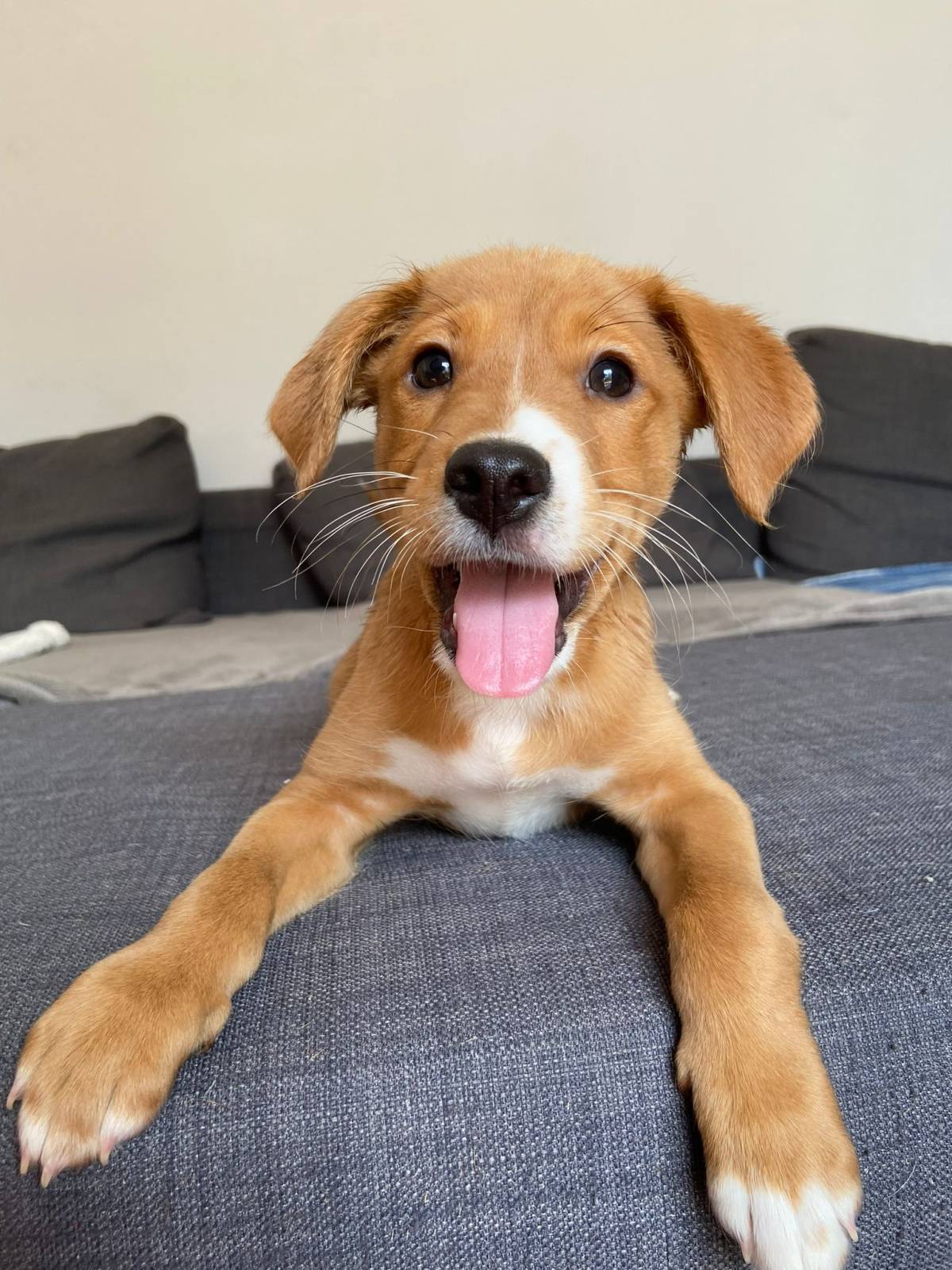 SweetPaws Petsitting - Sesimbra - Pet Sitting and Walking
