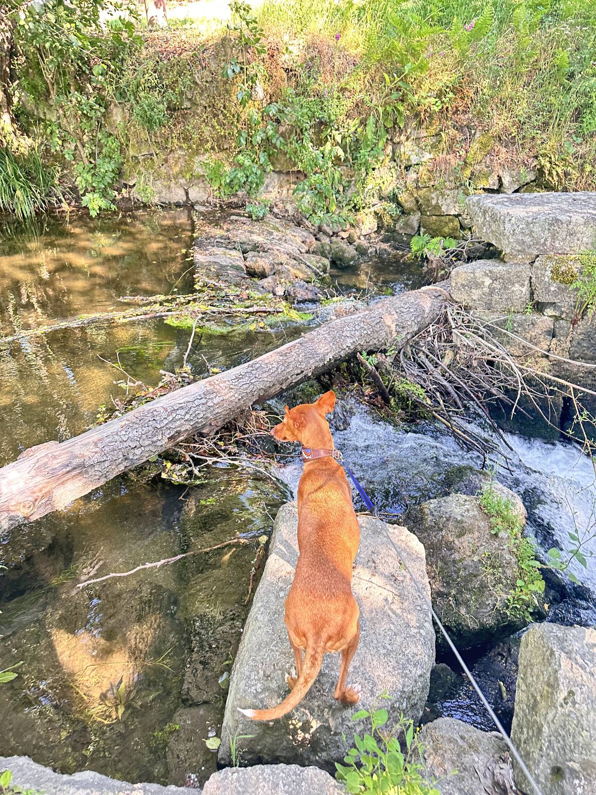 Lets DogWalker/Petsitting/HotelDomiciliar - Viseu - Hochzeits-DJ