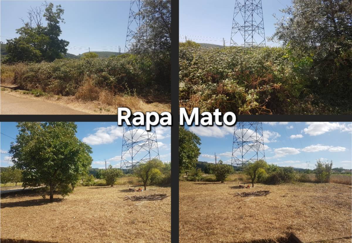 Rapa Mato - limpeza terrenos e matas - Condeixa-a-Nova - Tree Stump Grinding and Removal