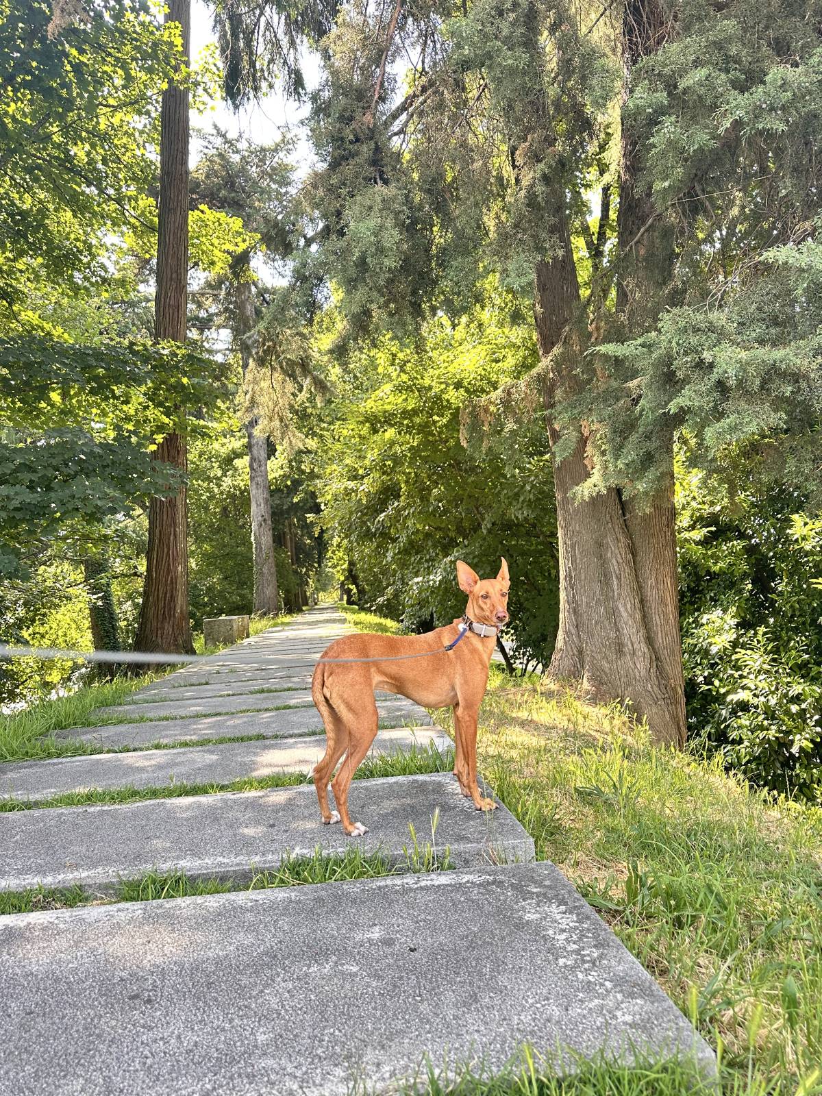 Lets DogWalker/Petsitting/HotelDomiciliar - Viseu - Grafikdesign