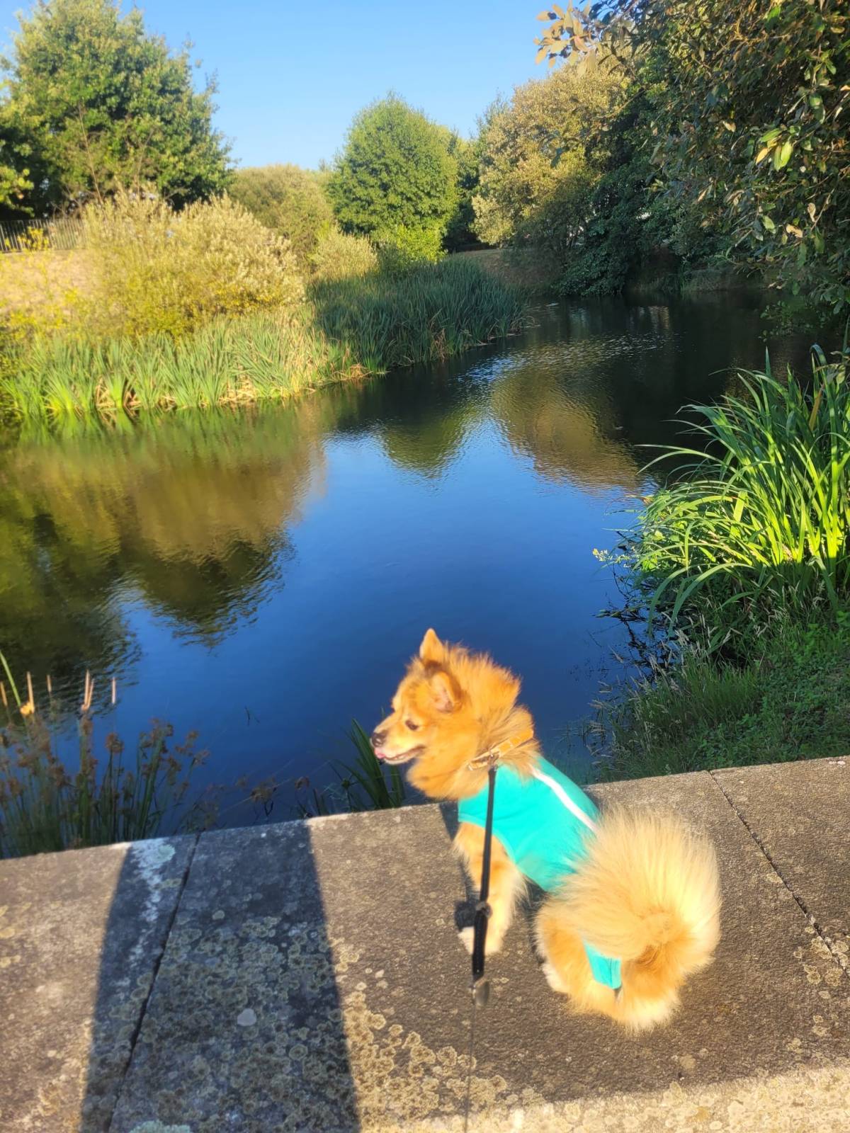Lets DogWalker/Petsitting/HotelDomiciliar - Viseu - Hochzeits-DJ