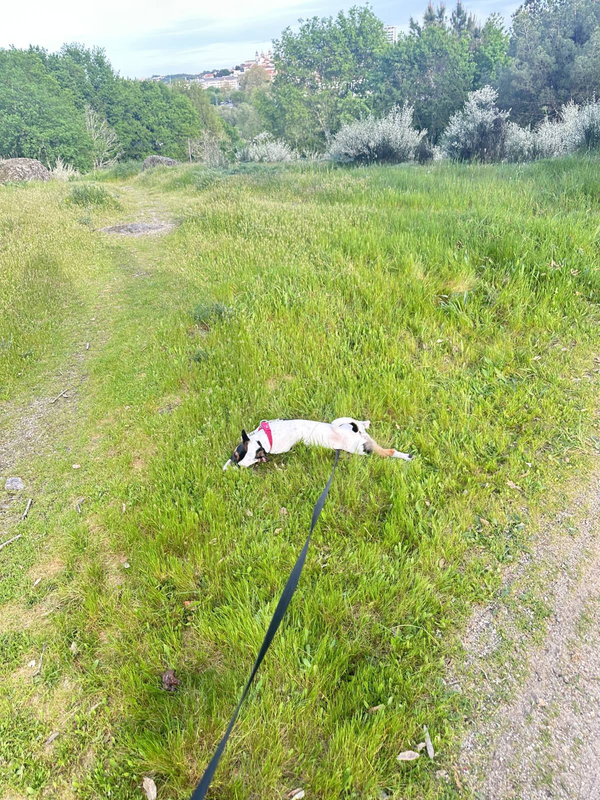 Lets DogWalker/Petsitting/HotelDomiciliar - Viseu - Haus- und Pflegeheime