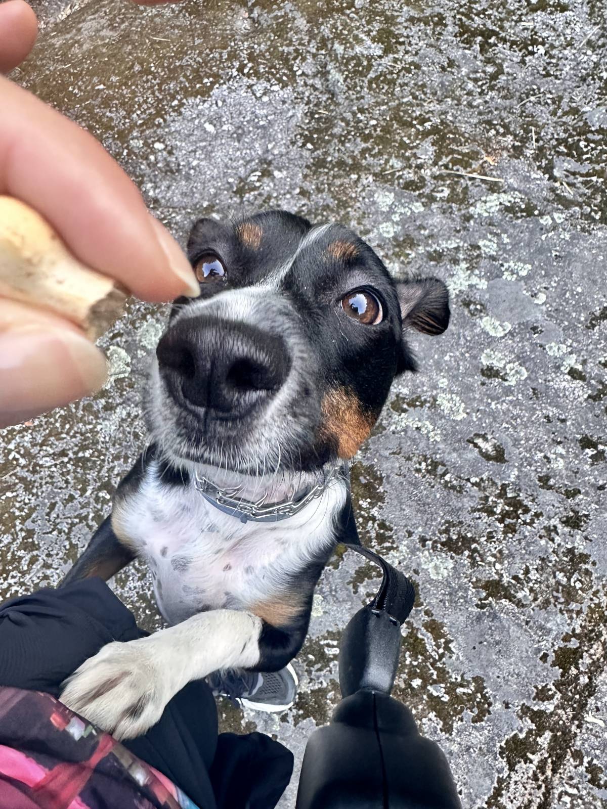 Lets DogWalker/Petsitting/HotelDomiciliar - Viseu - Quinceanera DJ
