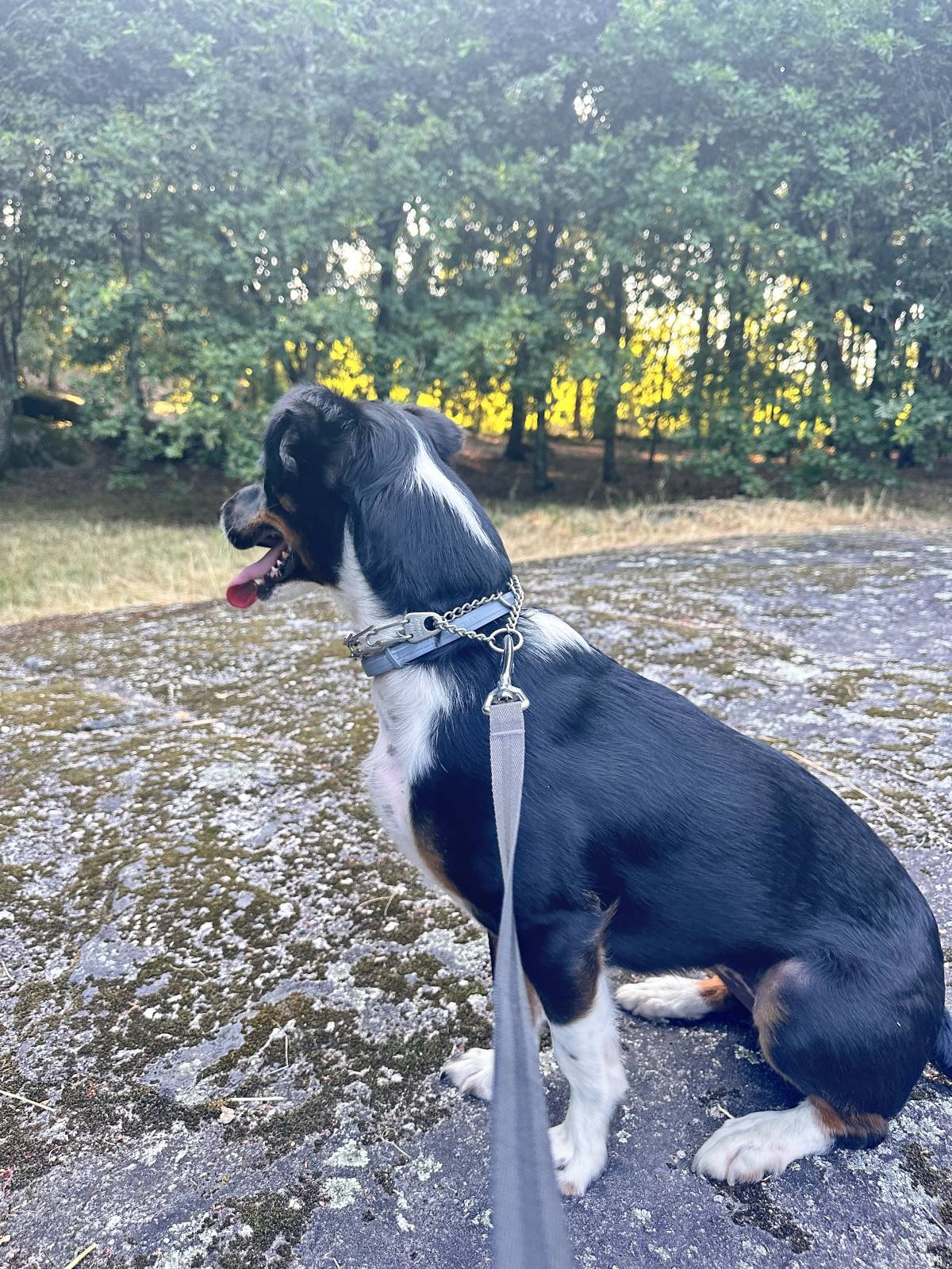 Lets DogWalker/Petsitting/HotelDomiciliar - Viseu - Hundesitter