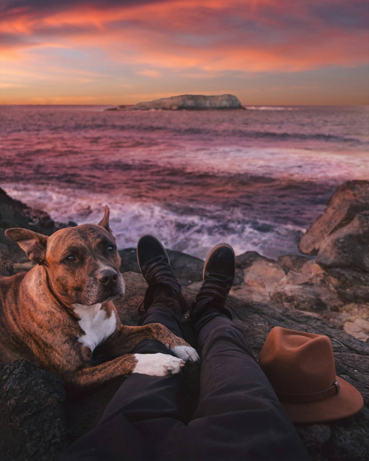 Pet Care on Demand - Peniche - Dog Hotel
