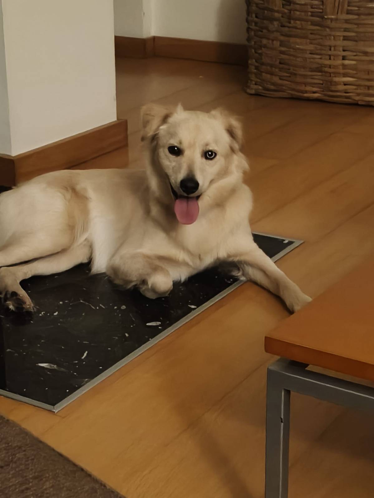 Pension pour chiens