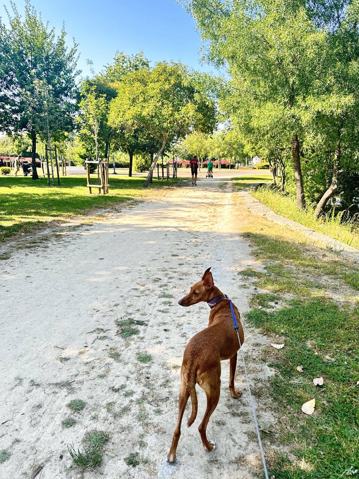 Lets DogWalker/Petsitting/HotelDomiciliar - Viseu - Logodesign