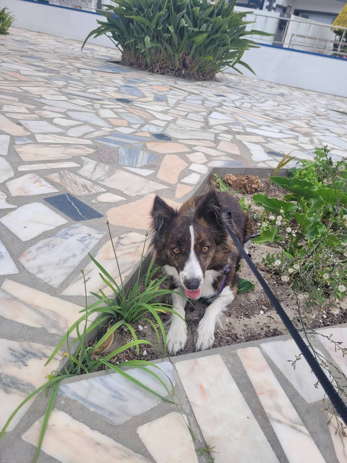 Izoleyde Contezini - babysitting - Ílhavo - Hundeausführung