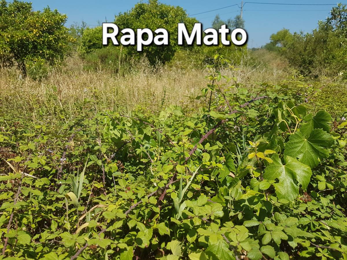 Rapa Mato - limpeza terrenos e matas - Condeixa-a-Nova - Tree Trimming and Maintenance