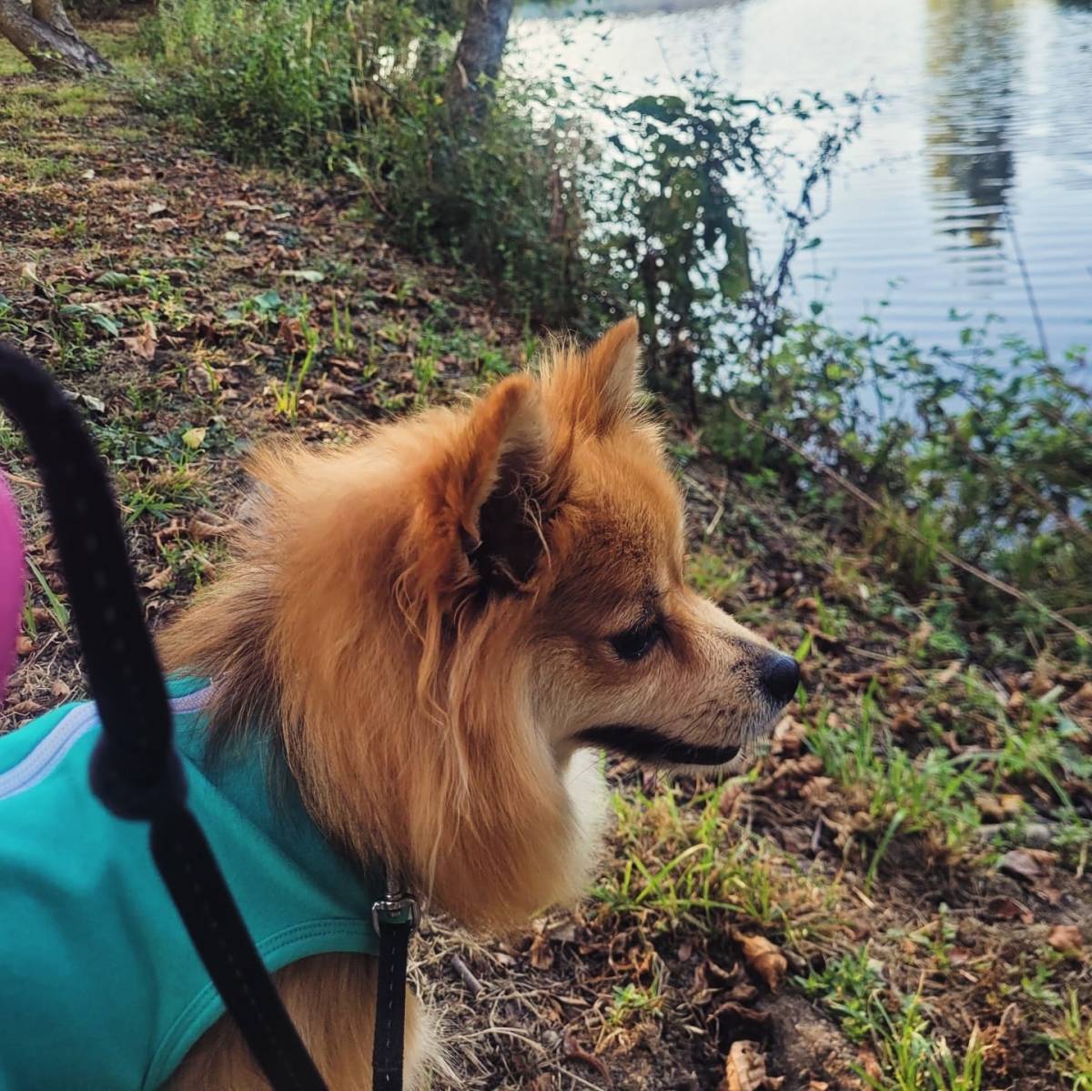 Lets DogWalker/Petsitting/HotelDomiciliar - Viseu - Hundetagesstätte (Hundesitter)