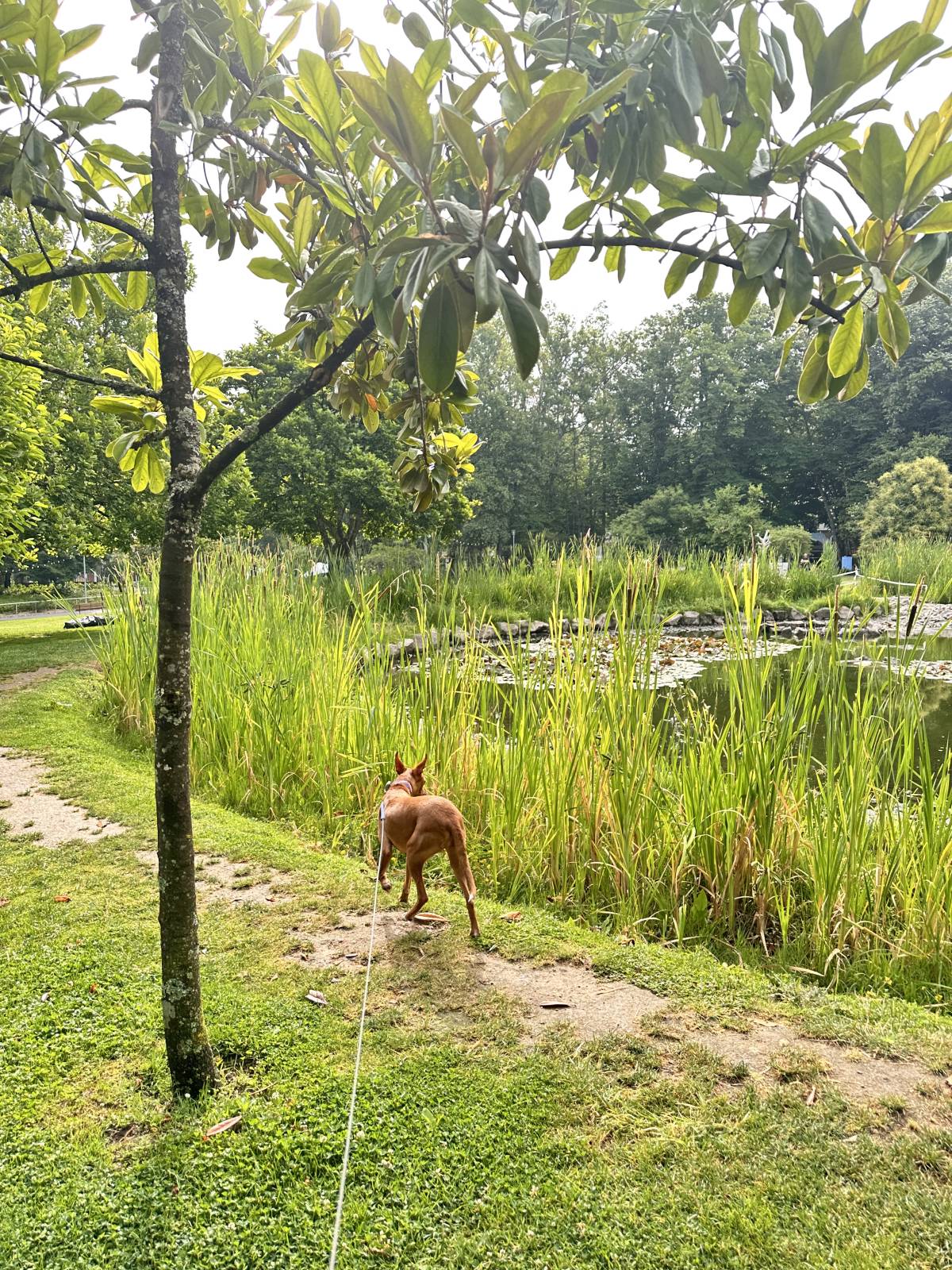Lets DogWalker/Petsitting/HotelDomiciliar - Viseu - Katzensitter