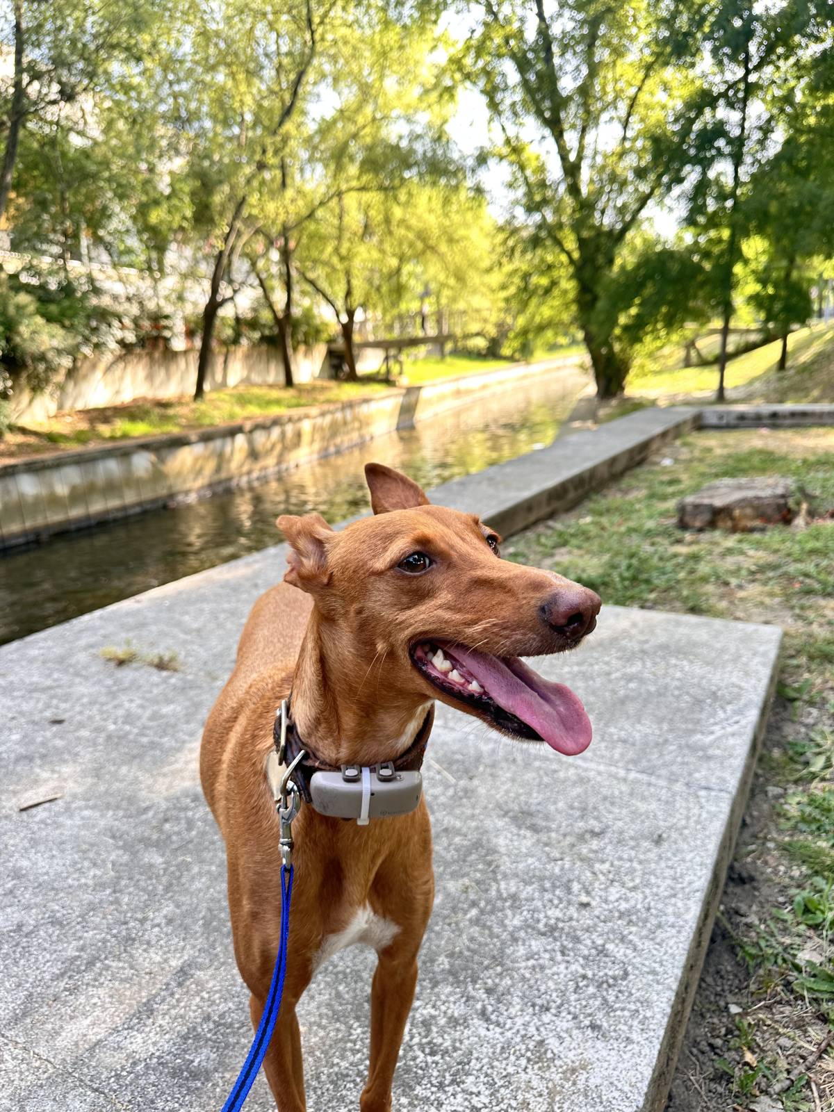 Lets DogWalker/Petsitting/HotelDomiciliar - Viseu - Katzenpension