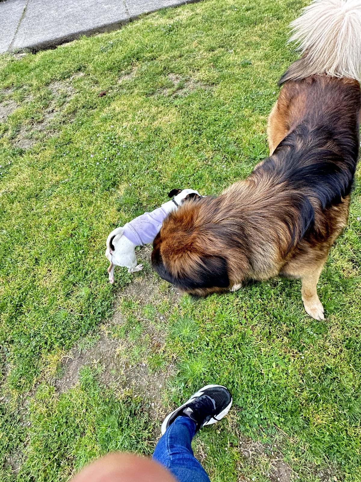 Lets DogWalker/Petsitting/HotelDomiciliar - Viseu - Pflegeheim