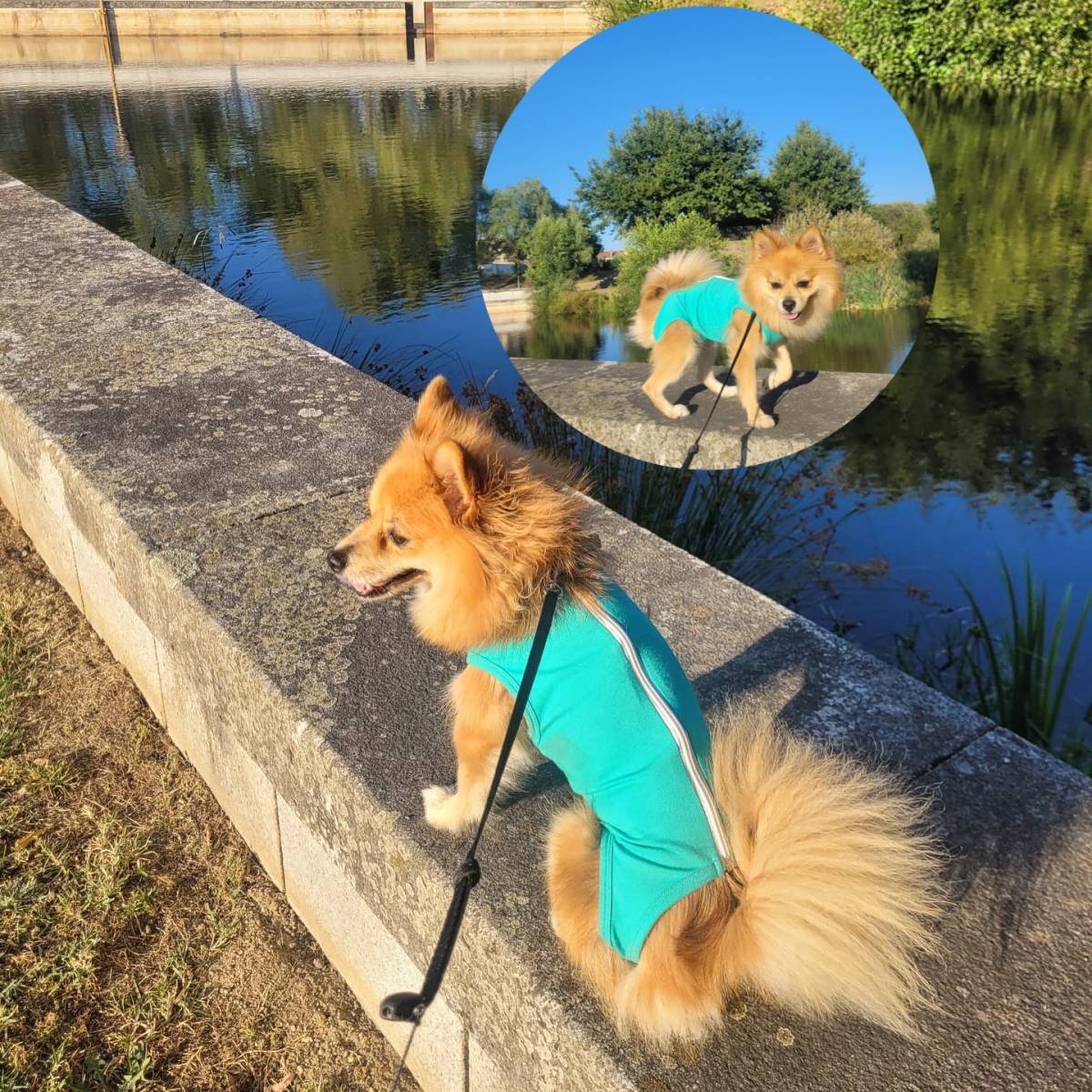 Lets DogWalker/Petsitting/HotelDomiciliar - Viseu - Hundepension