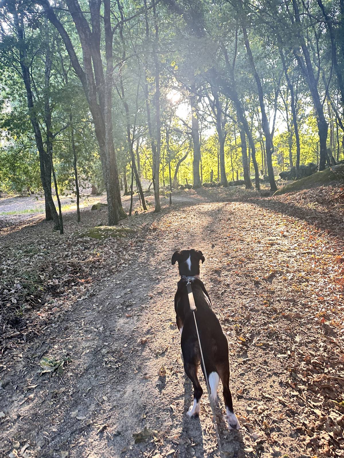Lets DogWalker/Petsitting/HotelDomiciliar - Viseu - DJ