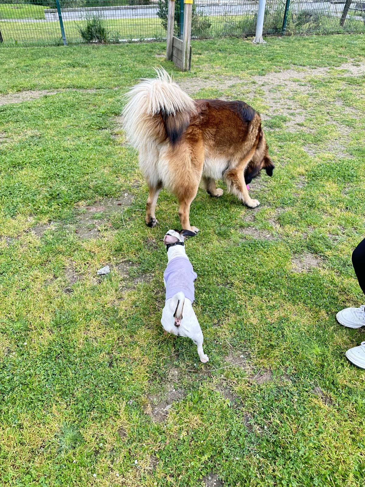 Lets DogWalker/Petsitting/HotelDomiciliar - Viseu - Häusliche Pflege
