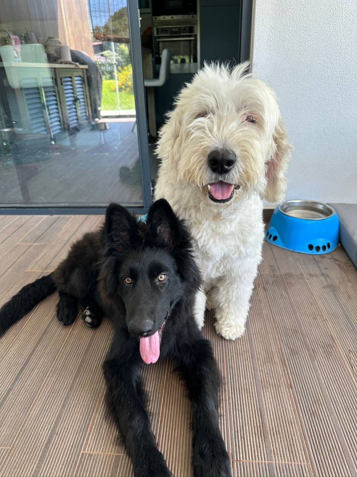 SweetPaws Petsitting - Sesimbra - Dog Walking