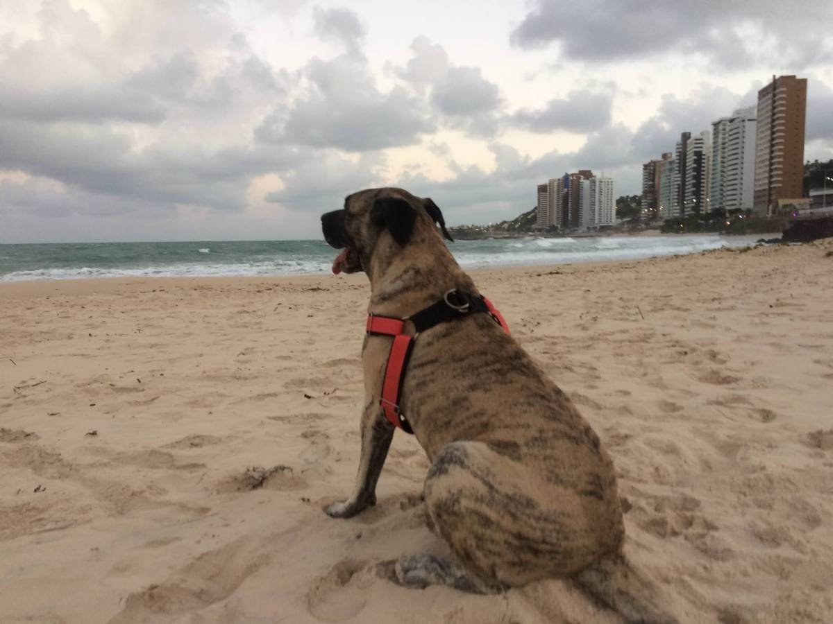 Lets DogWalker/Petsitting/HotelDomiciliar - Viseu - Haustiere - Pflege