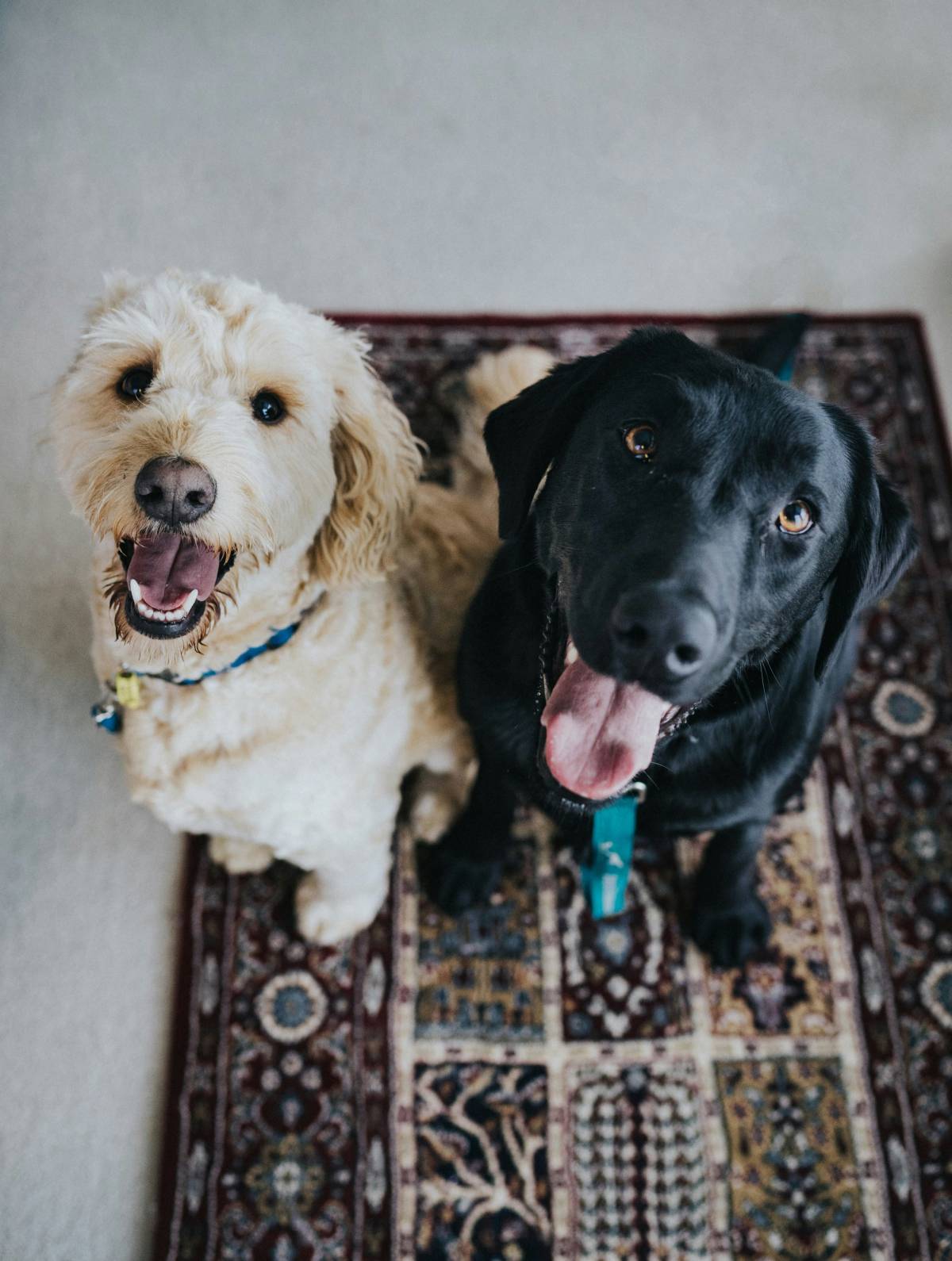 Lets DogWalker/Petsitting/HotelDomiciliar - Viseu - Hundesitter