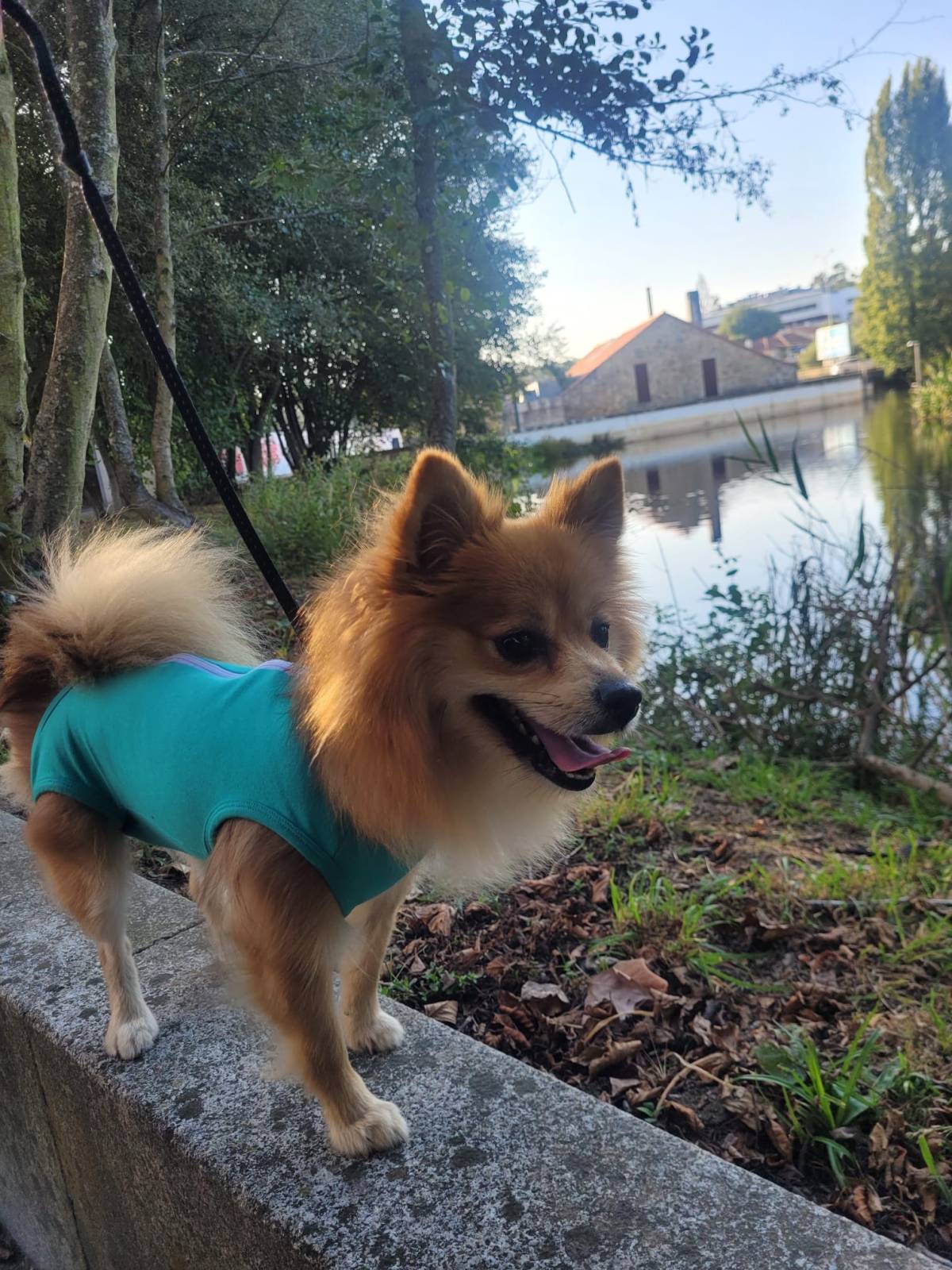 Lets DogWalker/Petsitting/HotelDomiciliar - Viseu - Katzensitter