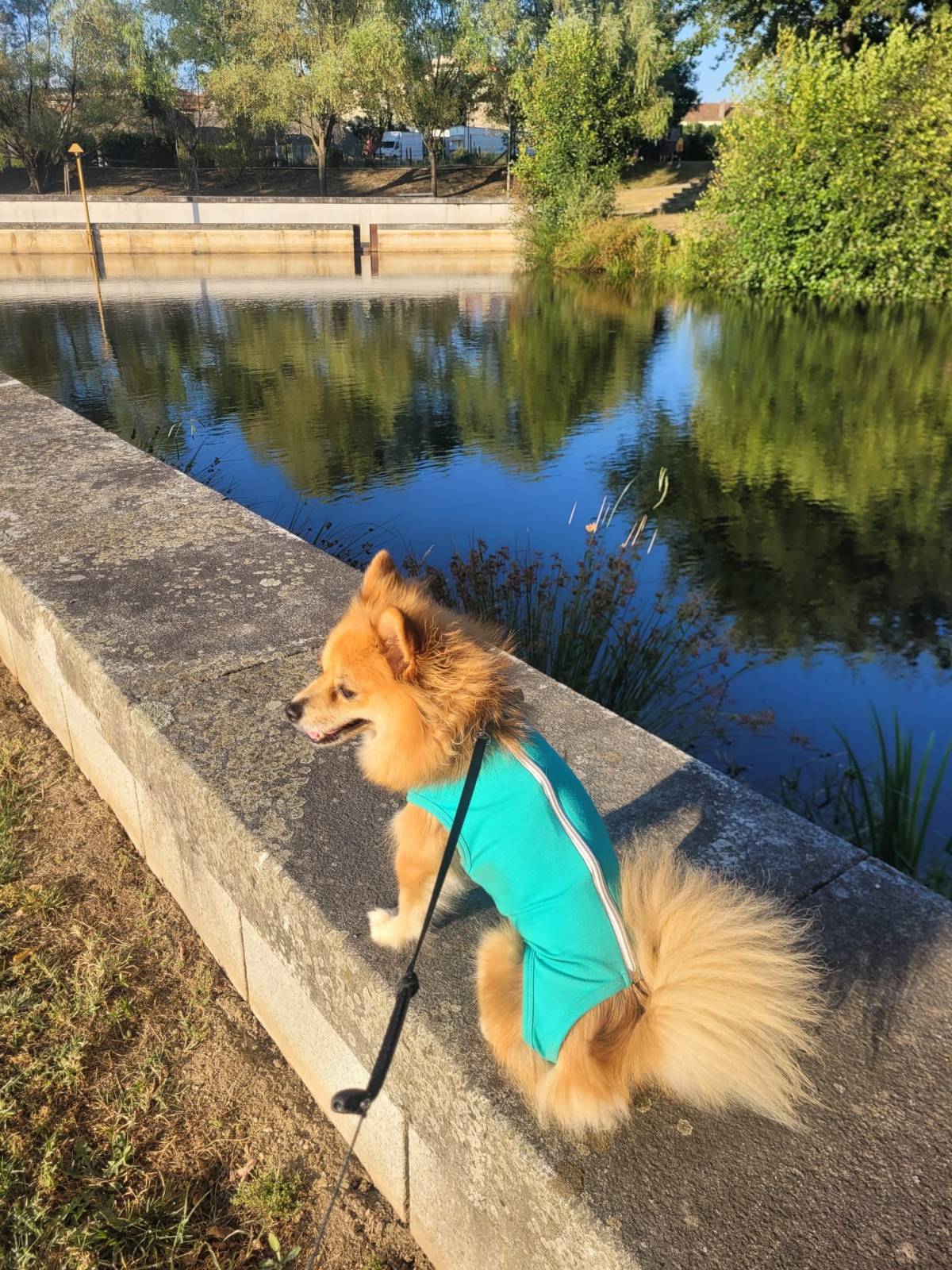 Lets DogWalker/Petsitting/HotelDomiciliar - Viseu - Hundeausführung