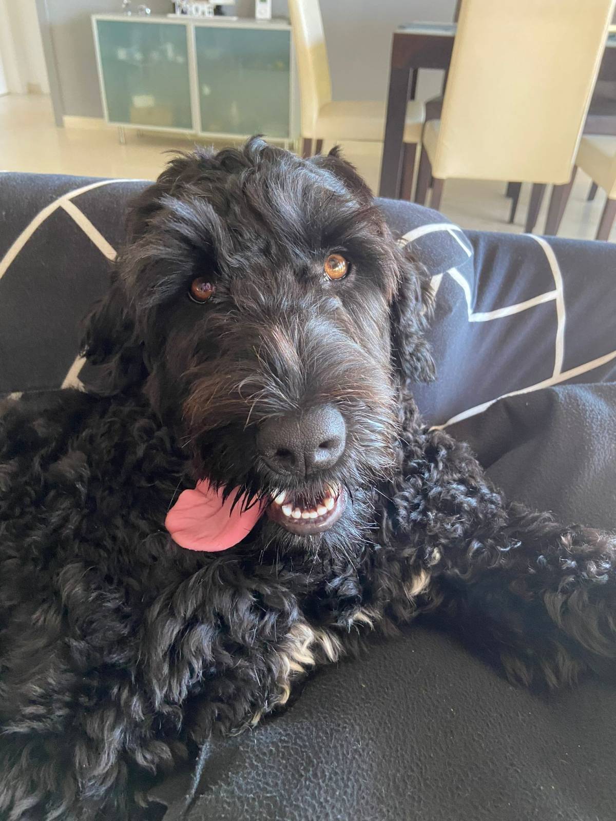 SweetPaws Petsitting - Sesimbra - Pet Sitting and Walking