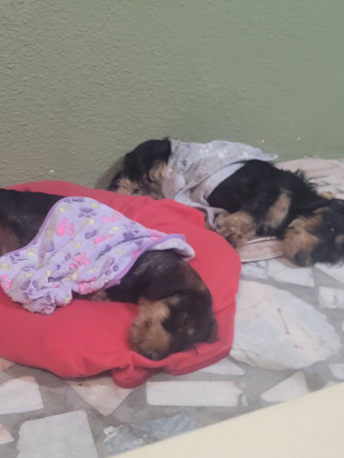 Izoleyde Contezini - babysitting - Ílhavo - Pet Sitting