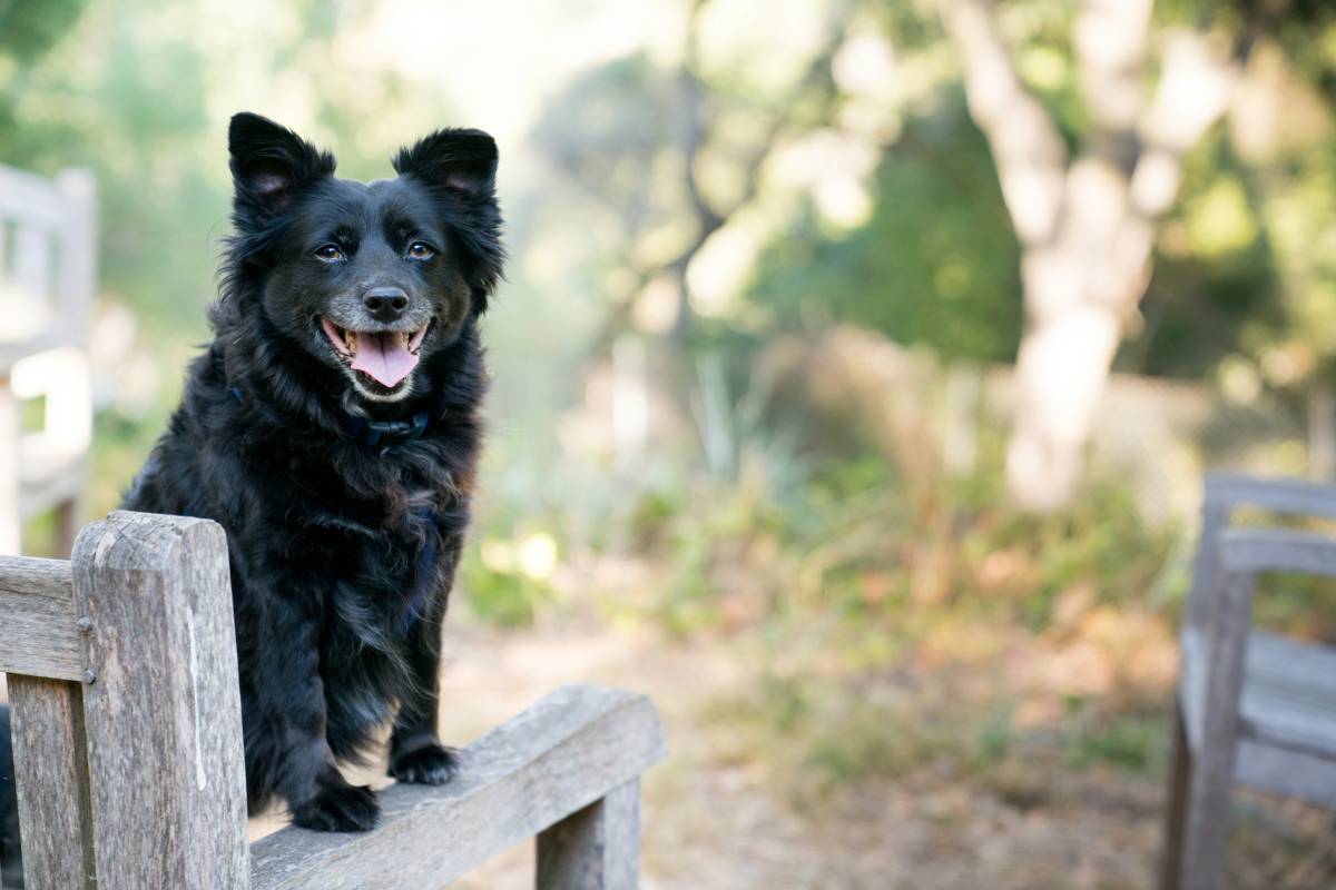 Pet Care on Demand - Peniche - Dog Training - Private Lessons