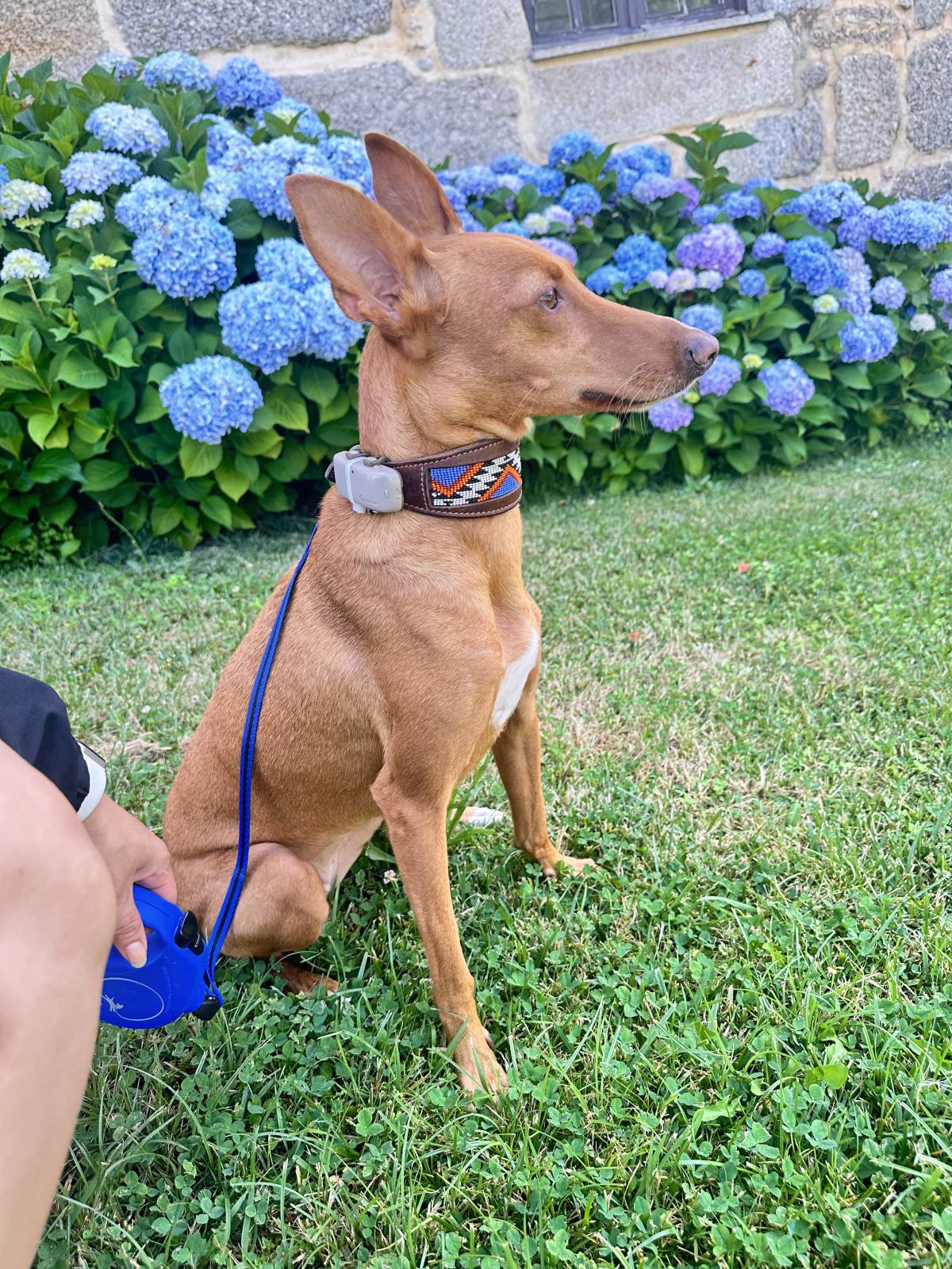 Lets DogWalker/Petsitting/HotelDomiciliar - Viseu - DJs