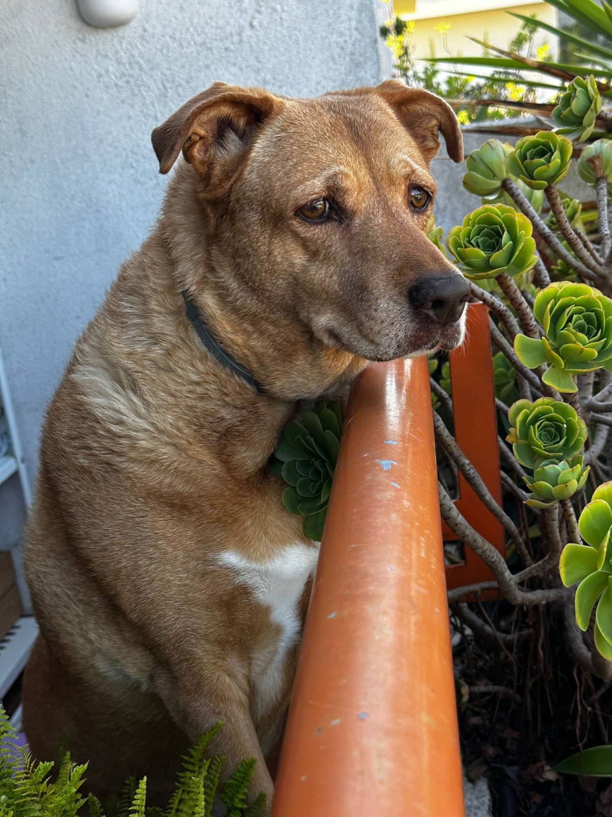 SweetPaws Petsitting - Sesimbra - Pet Sitting