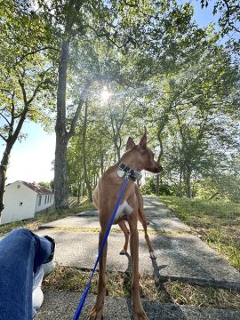 Lets DogWalker/Petsitting/HotelDomiciliar - Viseu - Haustierpflege