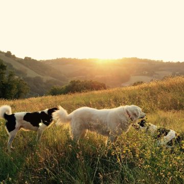 Lets DogWalker/Petsitting/HotelDomiciliar - Viseu - DJ