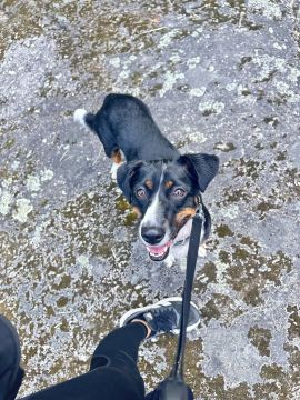 Lets DogWalker/Petsitting/HotelDomiciliar - Viseu - Haustierbetreuung