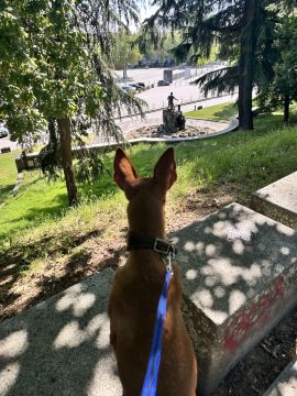 Lets DogWalker/Petsitting/HotelDomiciliar - Viseu - Hundeausführung