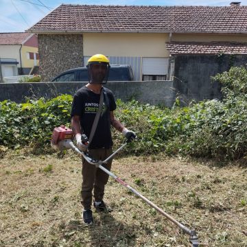 Lucas fãs tudo - Vila do Conde - Tree Stump Grinding and Removal