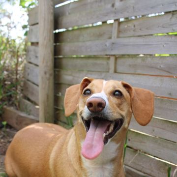 SweetPaws Petsitting - Sesimbra - Pet Sitting