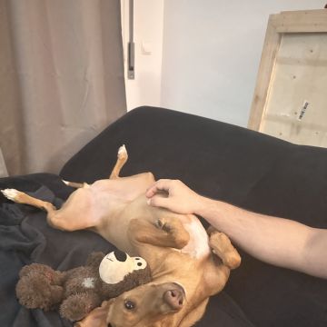 Lets DogWalker/Petsitting/HotelDomiciliar - Viseu - Haustierbetreuung und Tierpension