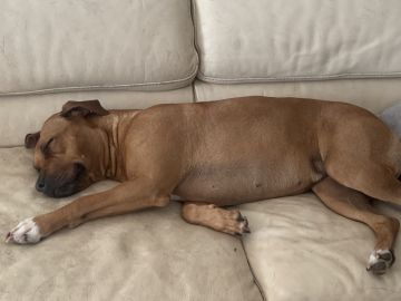Hotel para Cães