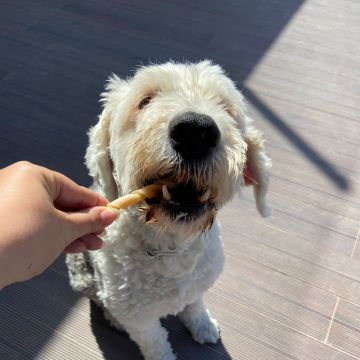 SweetPaws Petsitting - Sesimbra - Dog Walking