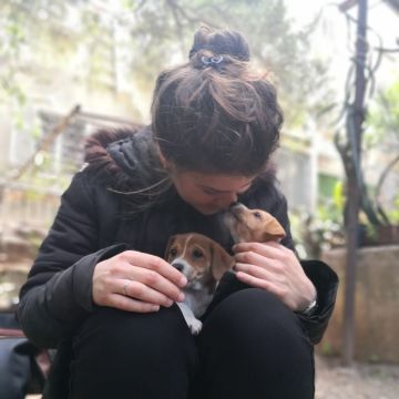 Amanda Pet Sitter & Dog Walker - Vila Nova de Poiares - Cat Sitting