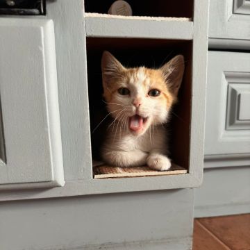SweetPaws Petsitting - Sesimbra - Cat Sitting