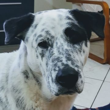 Izoleyde Contezini - babysitting - Ílhavo - Hundeausführung