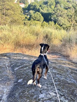 Lets DogWalker/Petsitting/HotelDomiciliar - Viseu - Hundetagesstätte (Hundesitter)