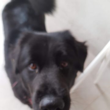 Izoleyde Contezini - babysitting - Ílhavo - Pet Sitting
