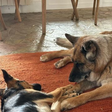 SweetPaws Petsitting - Sesimbra - Pet Sitting