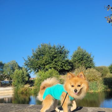 Lets DogWalker/Petsitting/HotelDomiciliar - Viseu - Haustierbetreuung